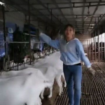 羊儿小姐姐,探寻温柔与坚韧并存的独特魅力